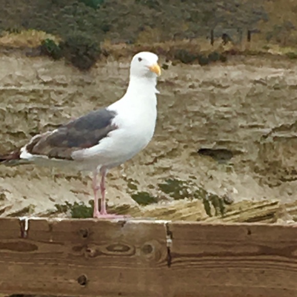 Meet your Posher - Picture 1 of 1